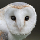 THE BARN OWL CENTRE LTD Logo