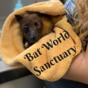 Bat World Sanctuary Logo