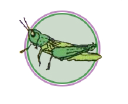 GRASSHOPPER PRODUCTIONS LTD Logo