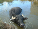 THE BUFFALO DAIRY LTD. Logo